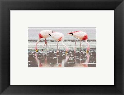 Flamingos Searching for Food