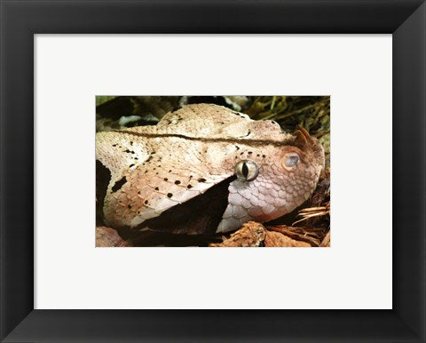 Gabon Viper Head