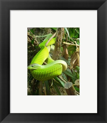 Green Mamba