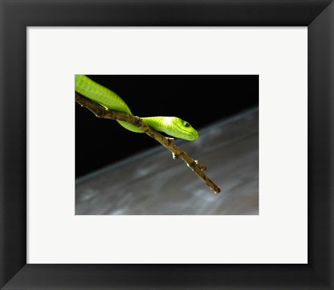 Green Mamba On Branch