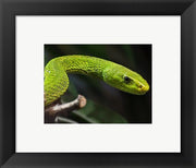 Green Mamba Closeup