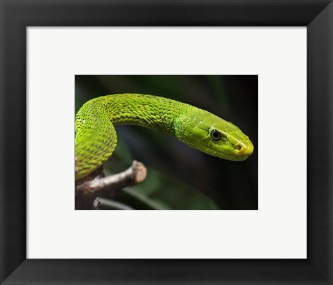 Green Mamba Closeup