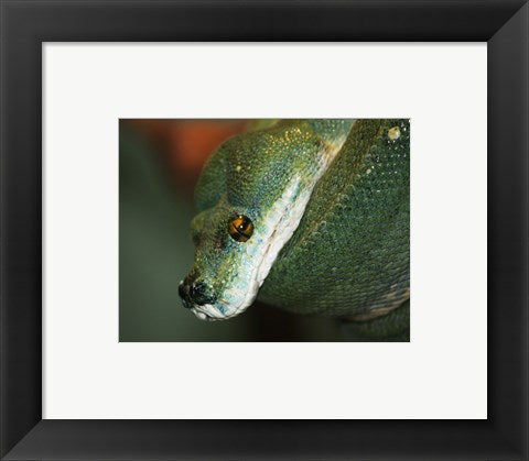 Green Tree Python