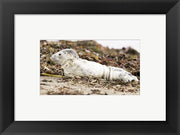 Harbor Seal Pup
