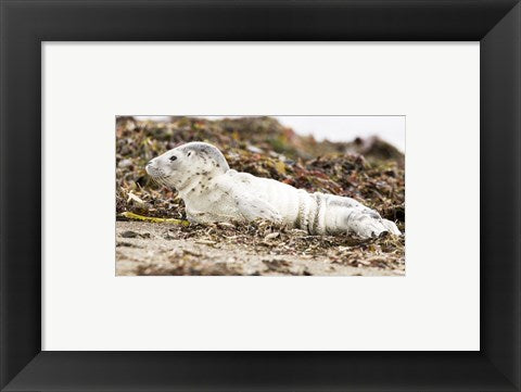 Harbor Seal Pup