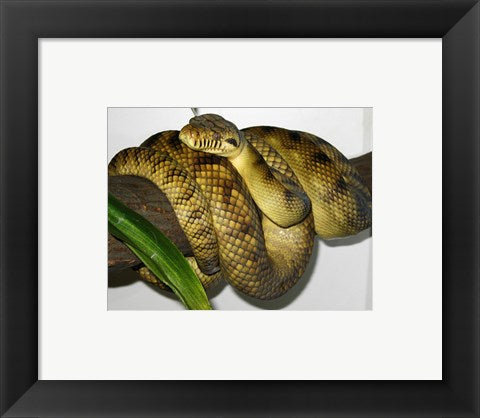 High-Yellow Scrub Python Morelia Amethistina
