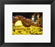 Hippocampus Abdominalis Aquarium Finisterrae