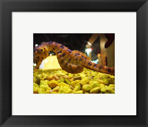 Hippocampus Abdominalis Aquarium Finisterrae