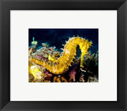 Yellow Hippocampus Hystrix (Spiny Seahorse)