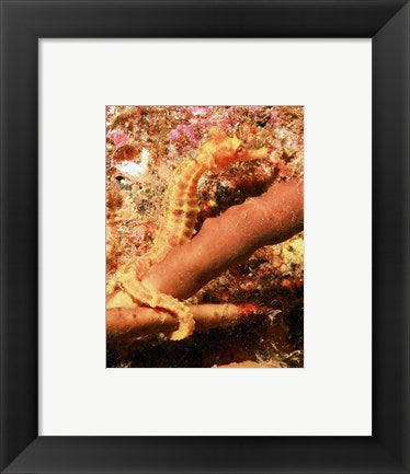 Hippocampus Ingens