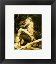 Hippocampus Kuda (Estuary Seahorse)