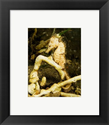 Hippocampus Kuda (Estuary Seahorse)