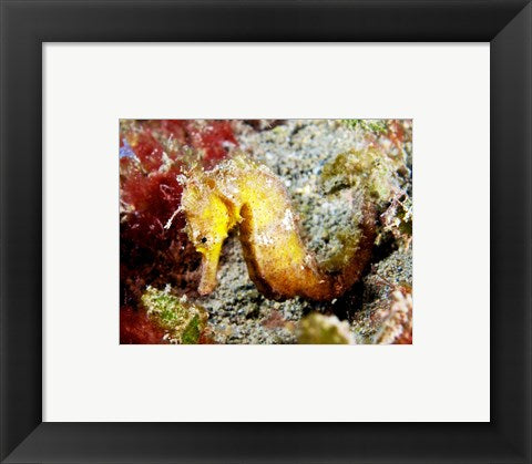 Yellow Hippocampus Kuda (Estuary Seahorse)