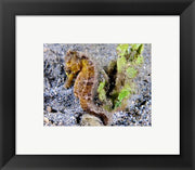 Hippocampus Kuda (Yellow Estuary Seahorse)