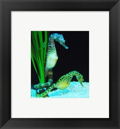 Hippocampus