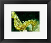 Green Seahorse