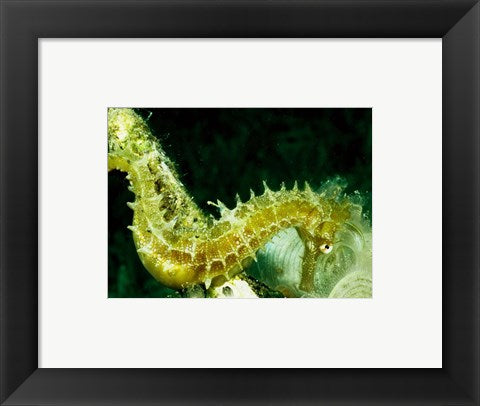 Green Seahorse
