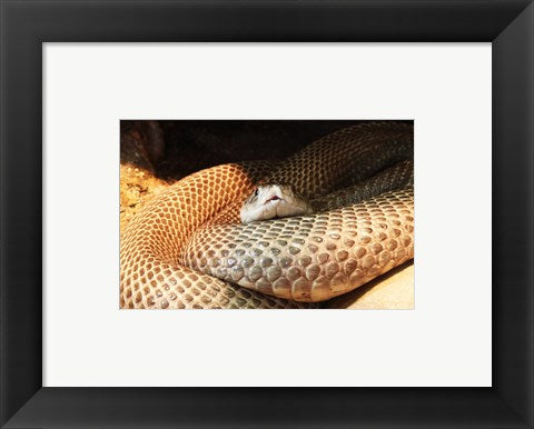 Indian Cobra Coiled Up