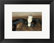 King Cobra