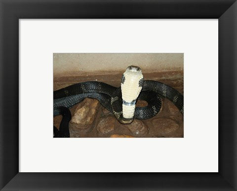 King Cobra