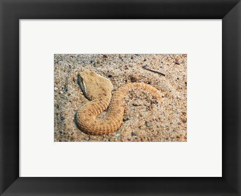 Leaf Nosed Viper In Sand I