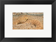 Leaf Nosed Viper In Sand II