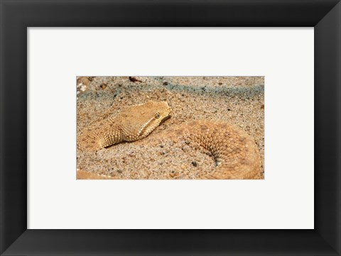 Leaf Nosed Viper In Sand II