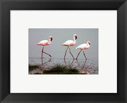 Lesser Flamingos