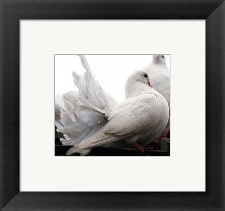 Little White Dove, Colchester Zoo