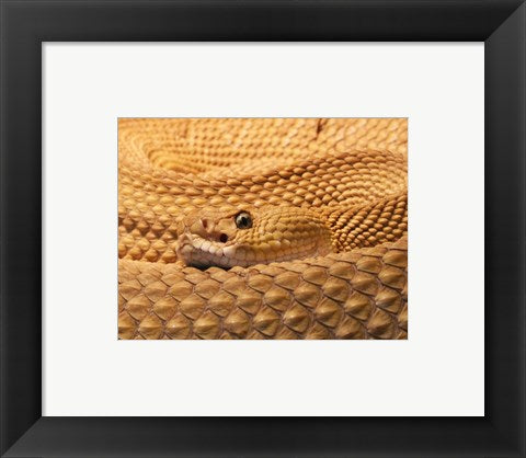 Mexican West Coast Rattlesnake