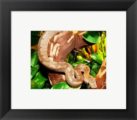 Pacific Boa