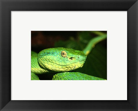Palm Pit Viper
