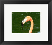 Phoenicopteridae Flamingo