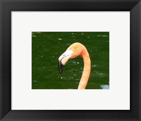 Phoenicopteridae Flamingo