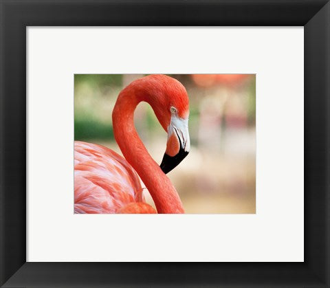 Phoenicopterus Chilensis Fort Worth Zoo, Texas, USA