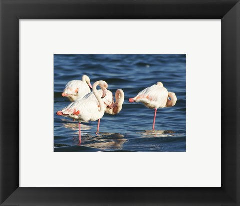 Phoenicopterus Roseus on Walvis Bay