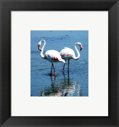 Phoenicopterus Roseus Le Grau-du-Roi
