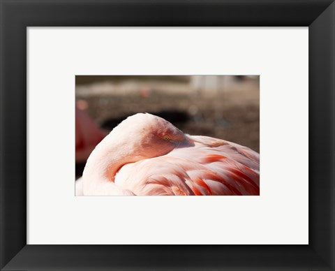 Pink Flamingo Closeup