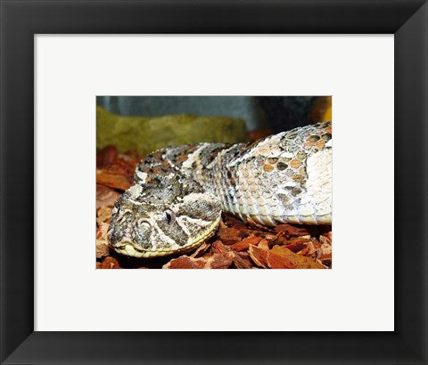 Puff Adder