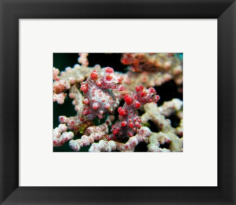 Pygmy Seahorses