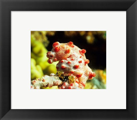 Pygmy Seahorse