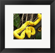 Yellow Eyelash Viper