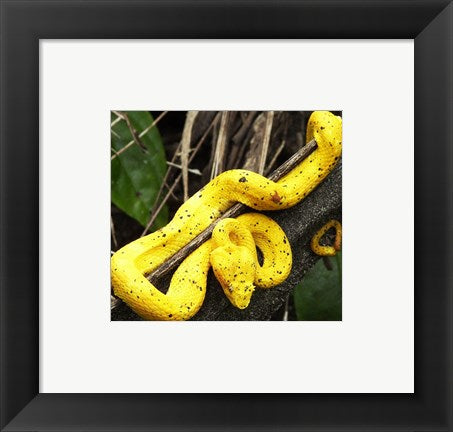 Yellow Eyelash Viper