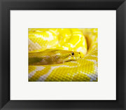 Yellow Python