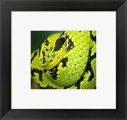 Yellow Blotched Palm Viper