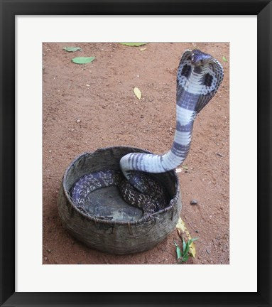 Indian Cobra