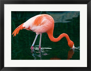 Pink Flamingo In River