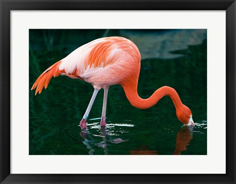 Pink Flamingo In River