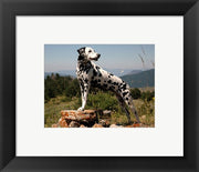 Dalmation