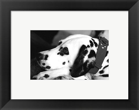 Dog Tired